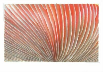 - signiert (unnummeriert)