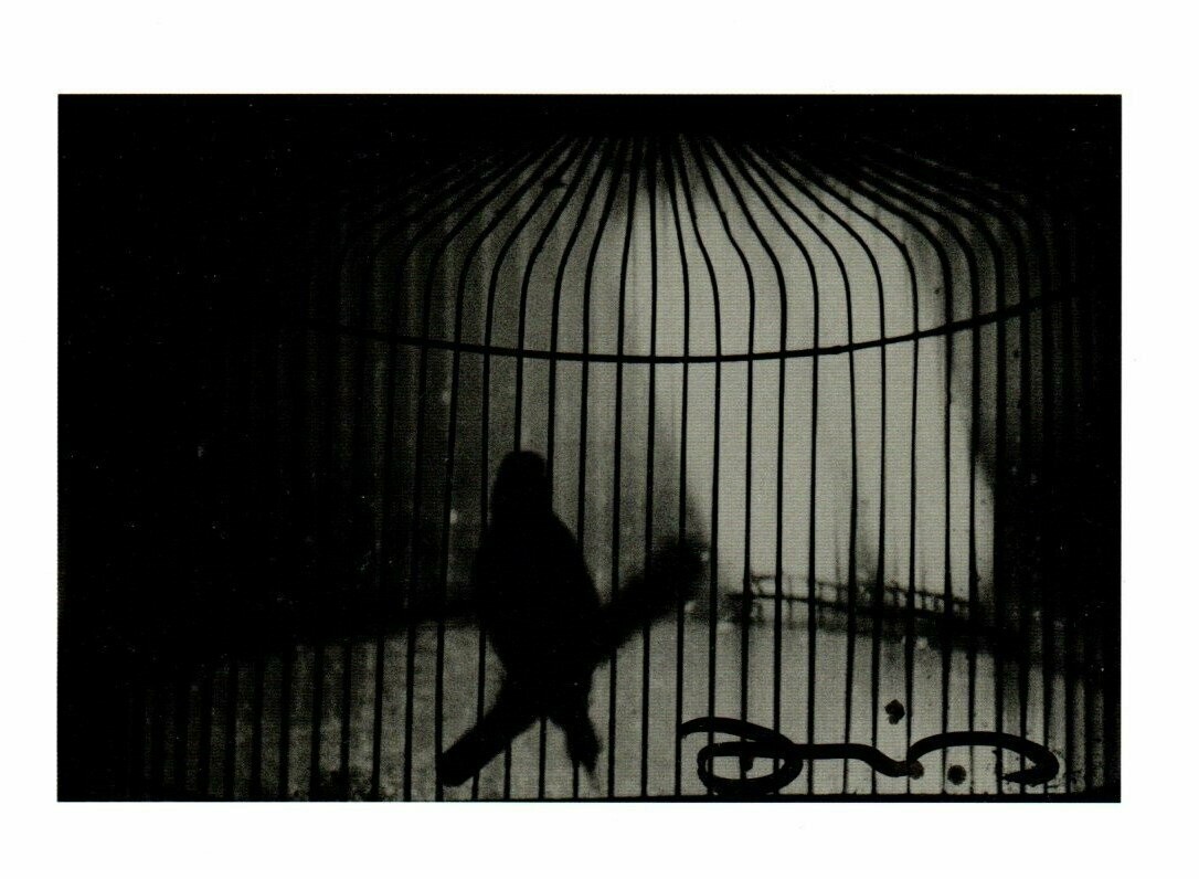 Wenders, Donata