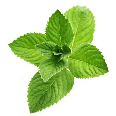 PEPPERMINT LEAVES