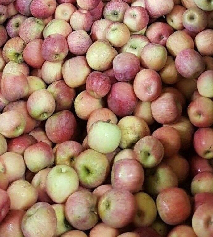 Pommes Gala/kg Pommes Gala/kg