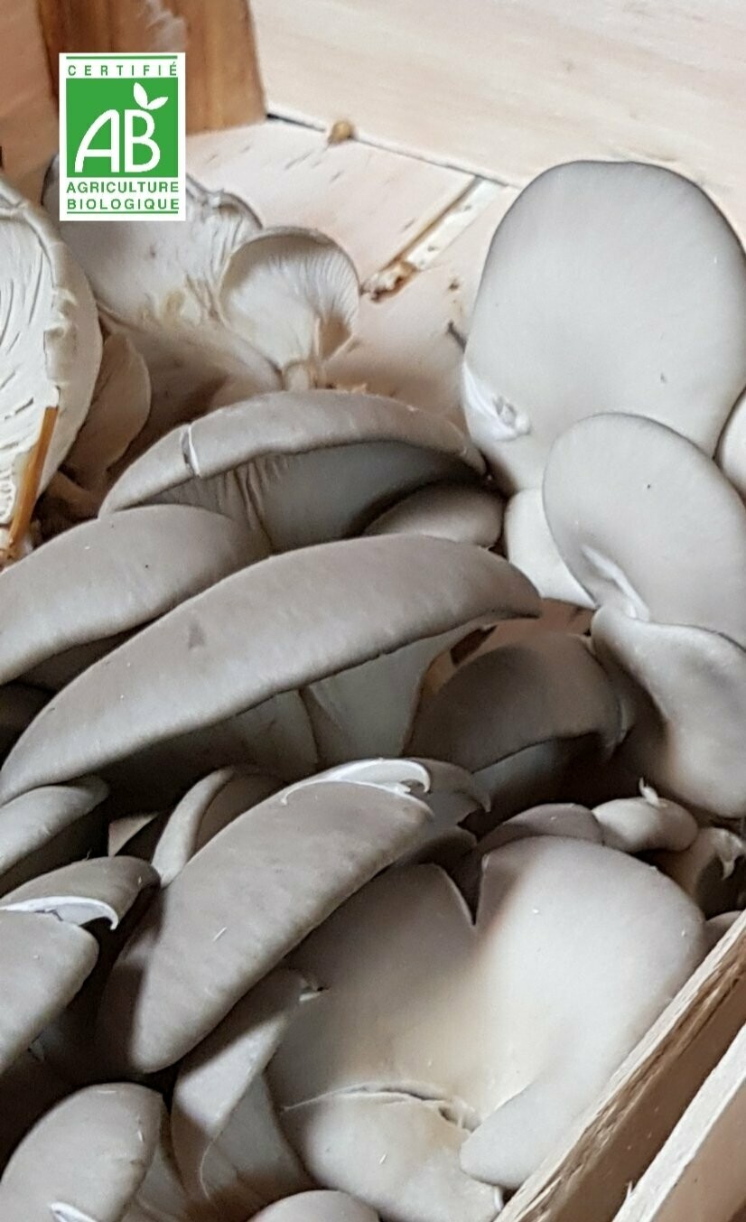 Champignons Pleurote (500g) Champignons Pleurote (500g)