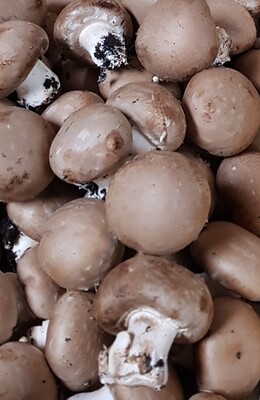 Champignons bruns/kg