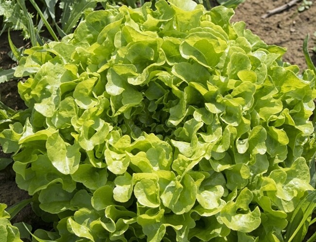 Feuille de chêne verte (pièce)