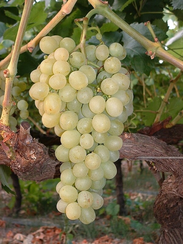 Raisin Chasselas/kg