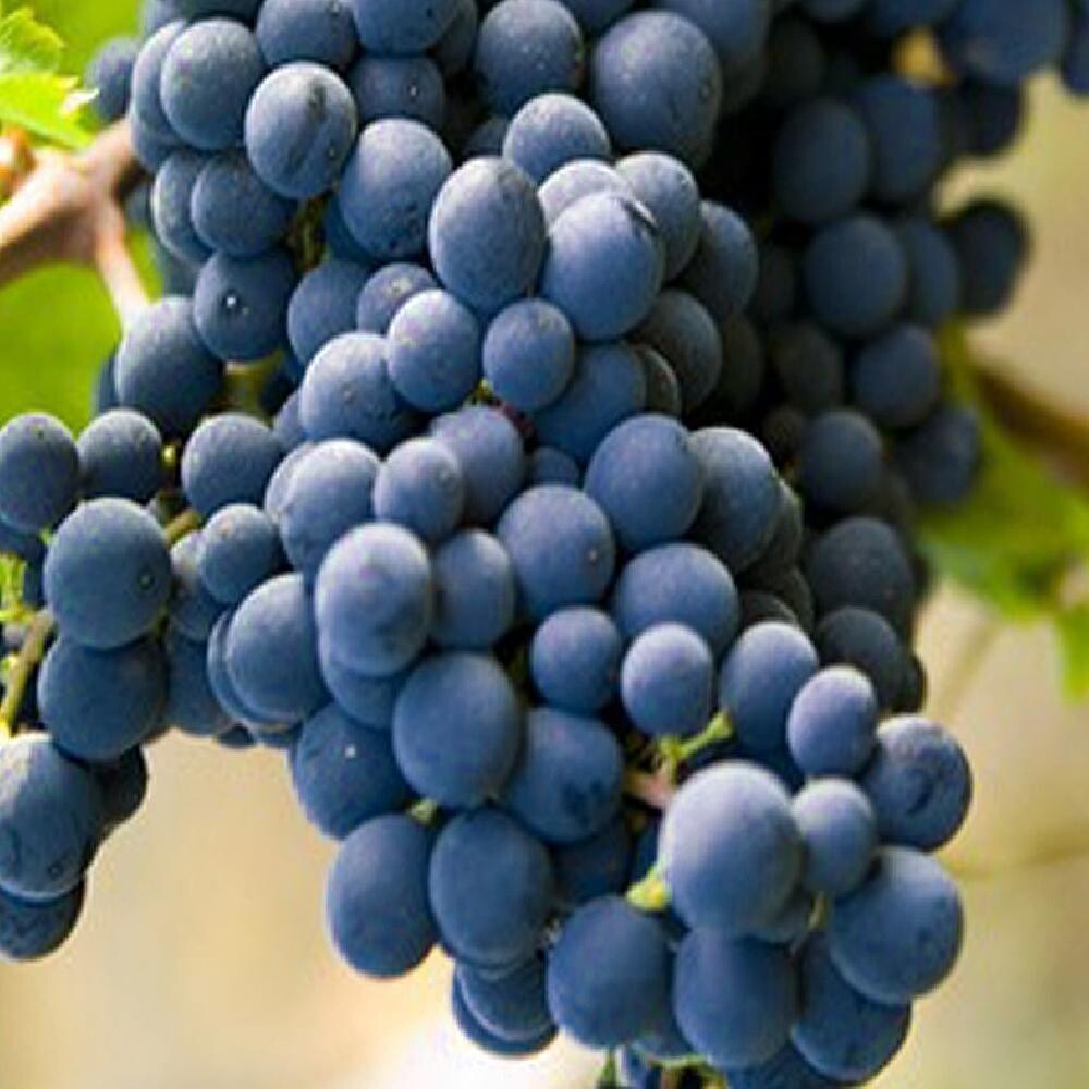 Raisin Muscat/Kg Raisin Muscat/Kg