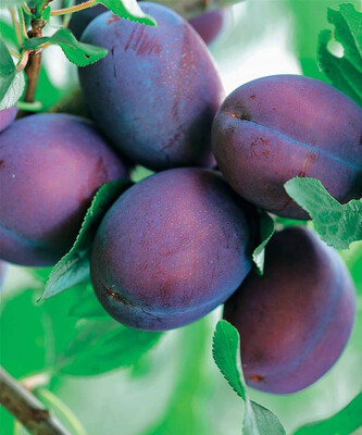 Prunes President/Kg