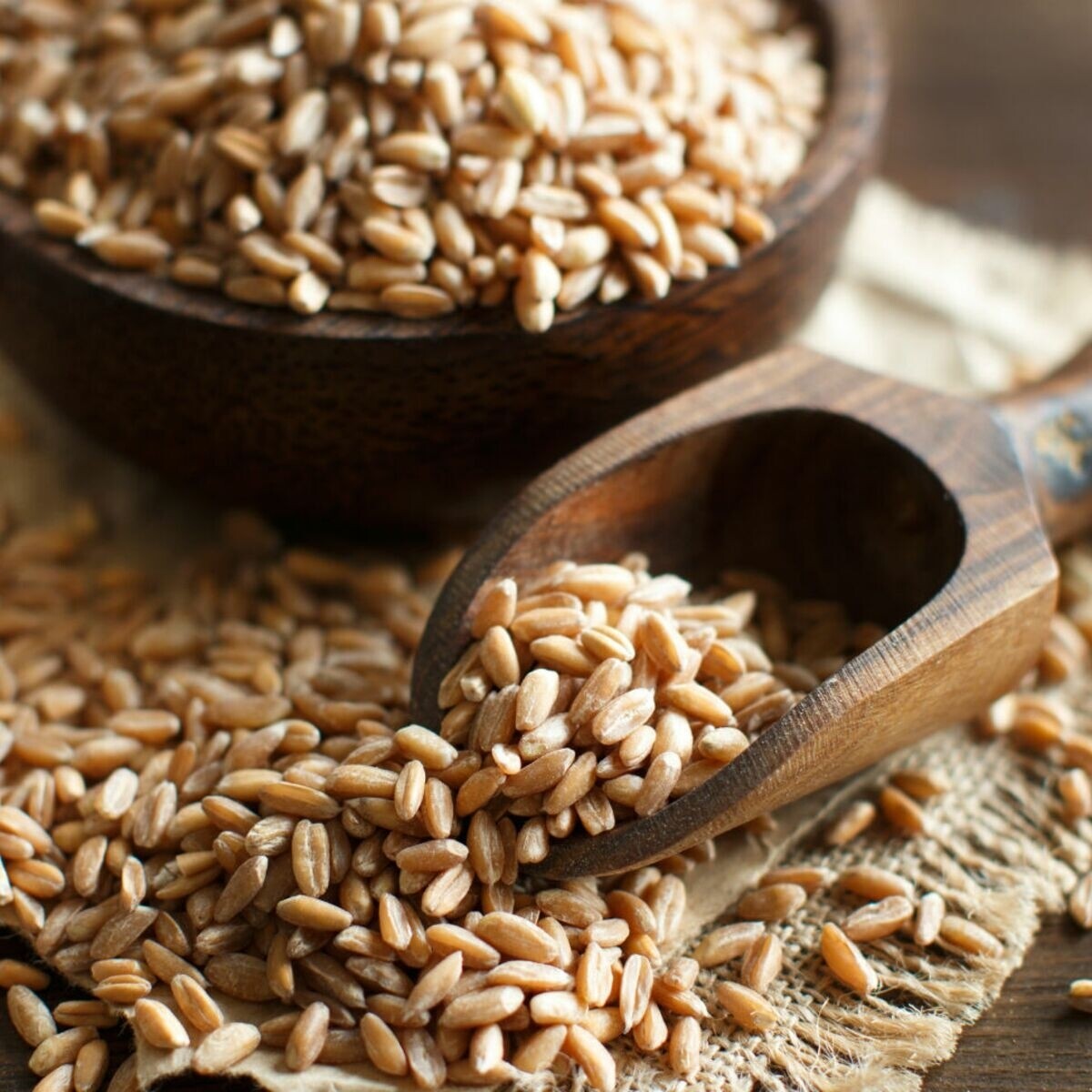 Grains de Petit Épeautre Bio /Kg