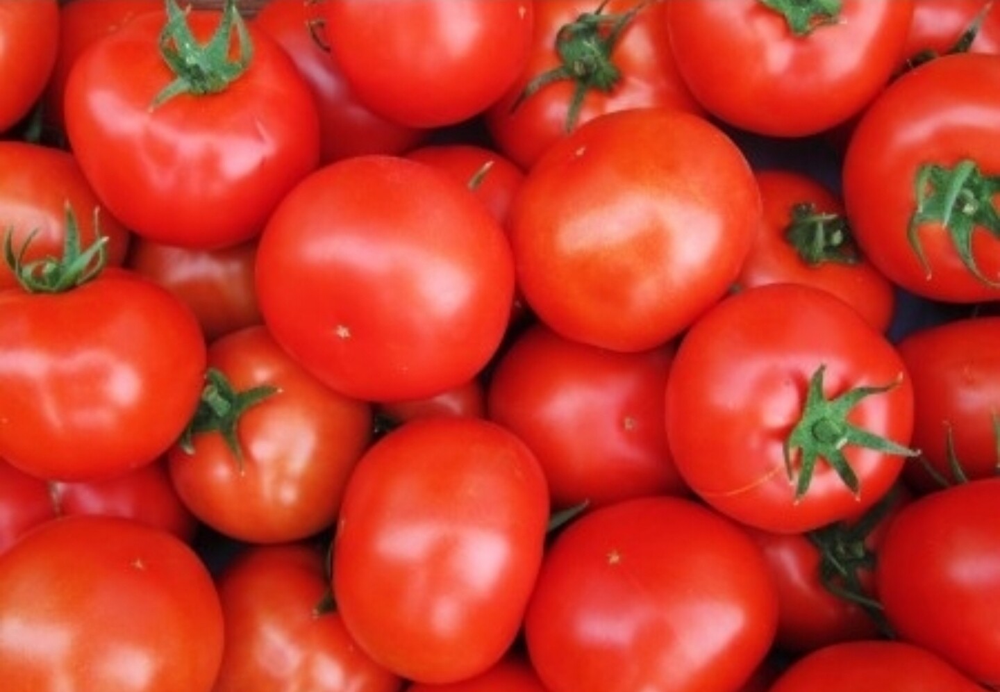 Tomates Rondes/kg
