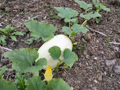 Courge spaghetti /kg