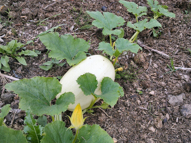 Courge spaghetti /kg Courge spaghetti /kg