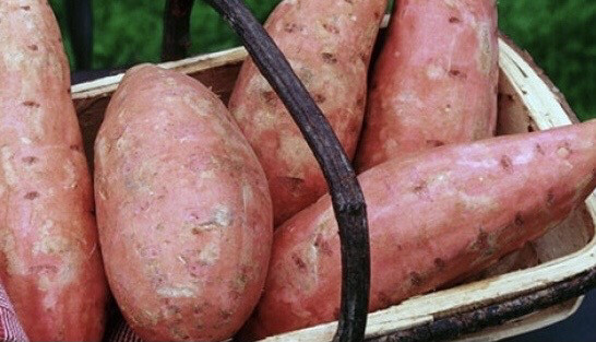 Patate Douce /kg