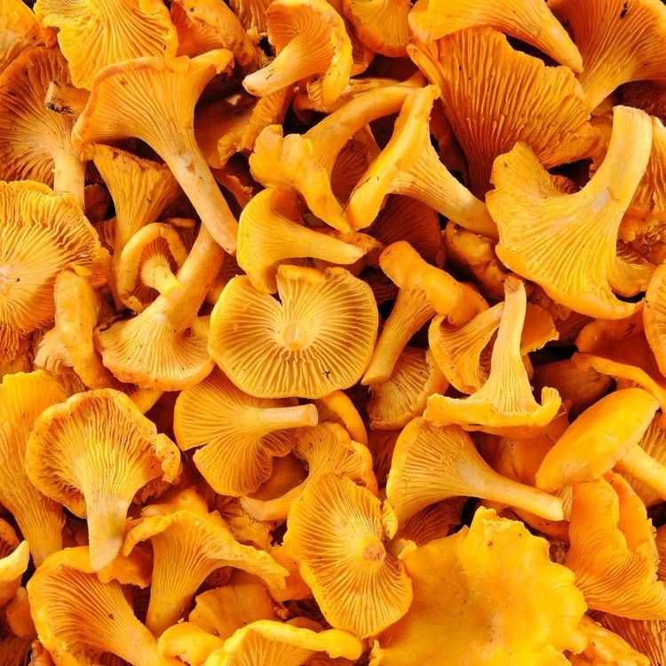 Girolles (250g)