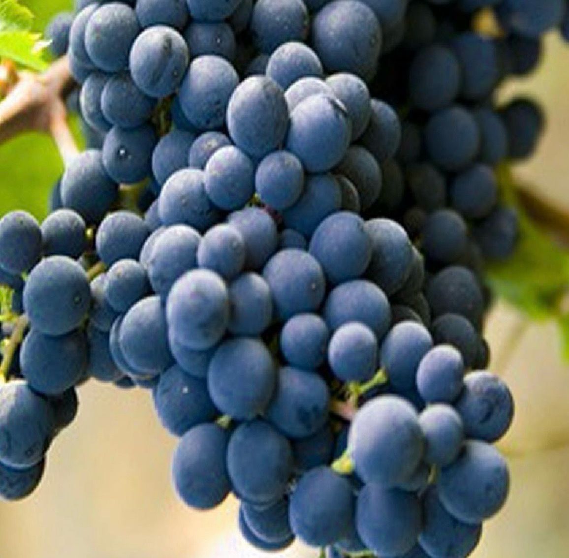 Raisin Muscat BIO Raisin Muscat BIO