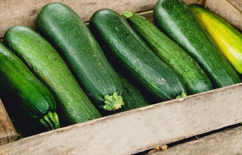 Courgettes vertes BIO Courgettes vertes BIO