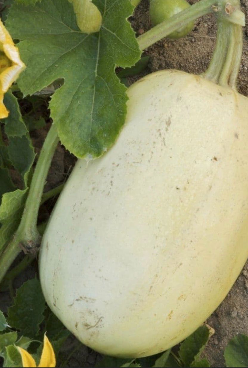 Courge Spaghetti BIO Courge Spaghetti BIO