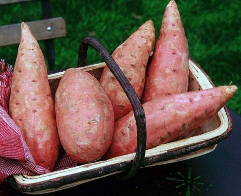 Patates douces Patates douces