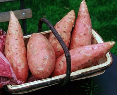 Patates douces BIO Patates douces BIO