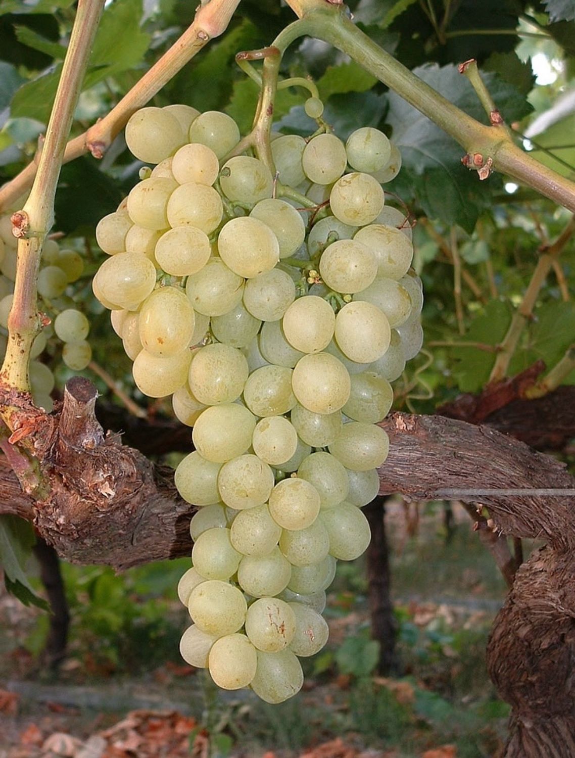 Raisin Chasselas BIO Raisin Chasselas BIO