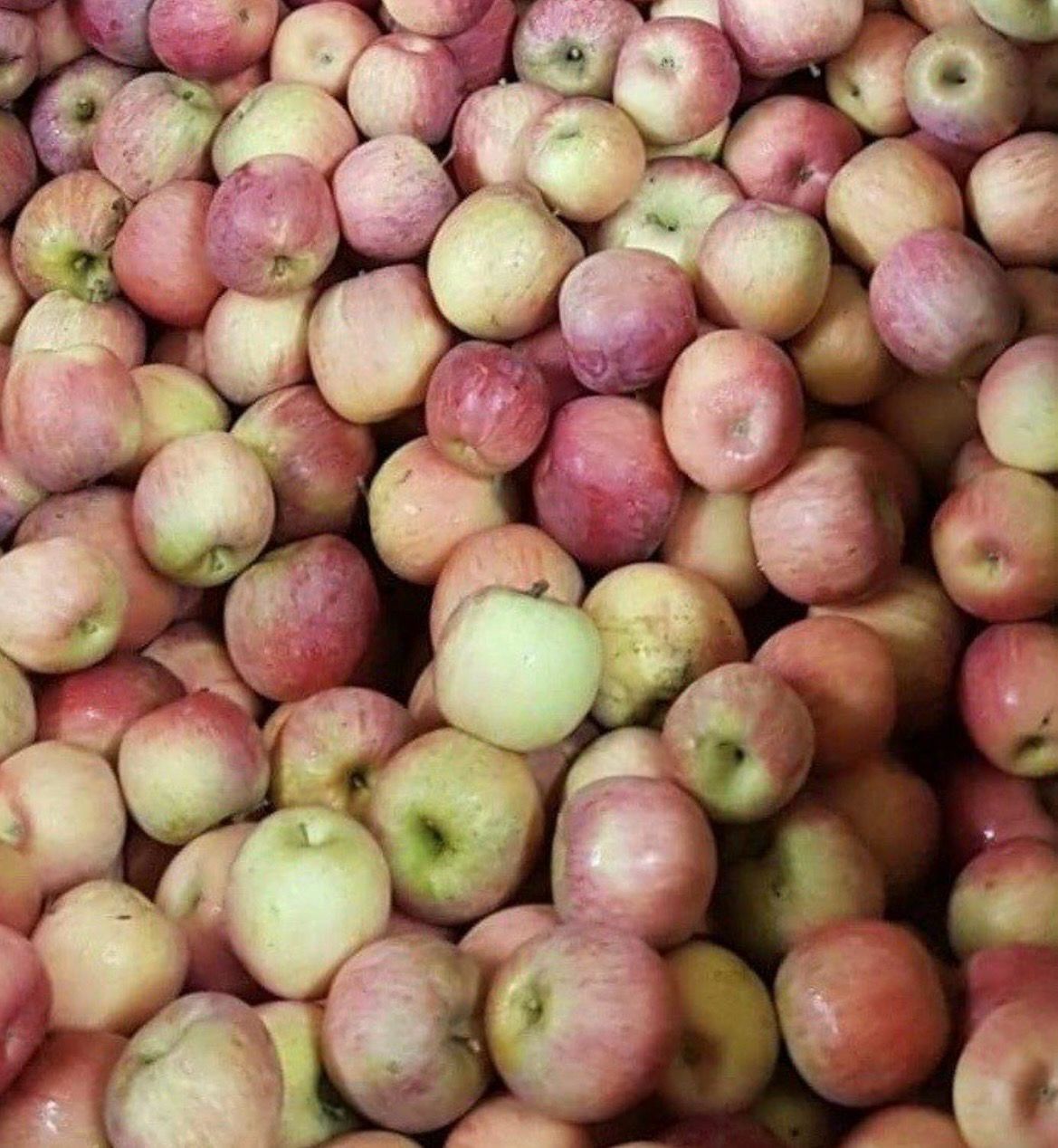 Pommes Gala Pommes Gala