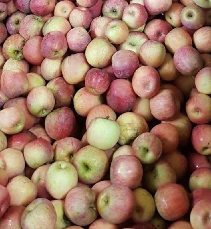 Pommes Gala Pommes Gala