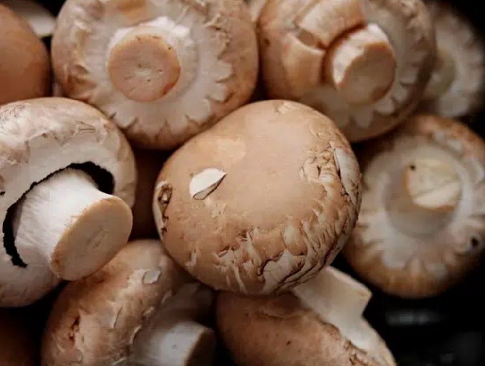Champignons bruns Champignons bruns
