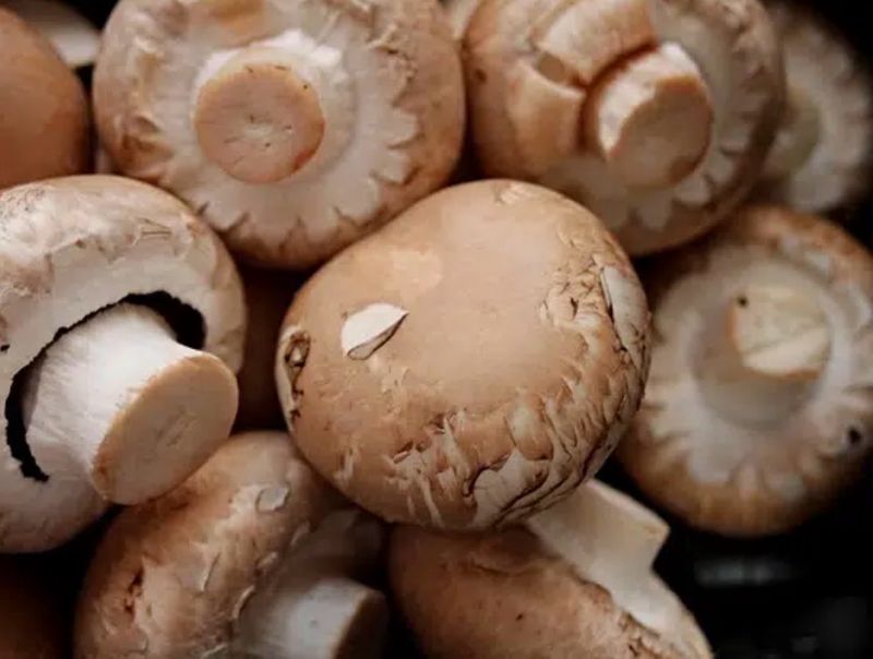 Champignons bruns Champignons bruns
