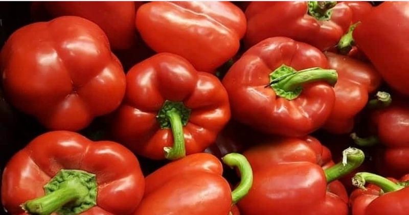 Poivrons rouges Poivrons rouges