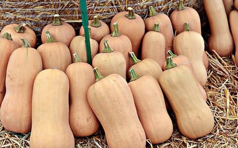 Courge Butternut Courge Butternut