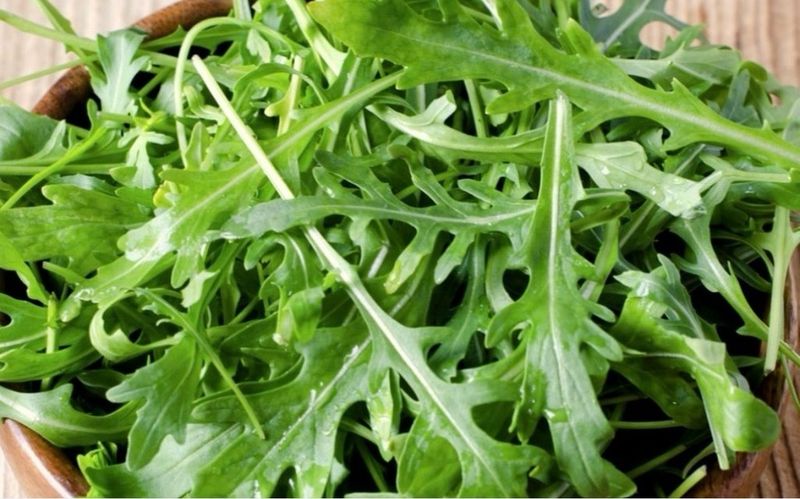 Roquette Roquette