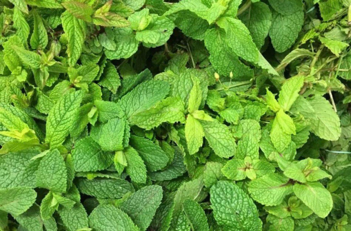 Bouquet de menthe Bouquet de menthe