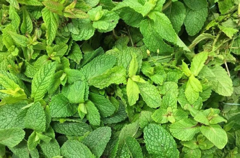 Bouquet de menthe Bouquet de menthe