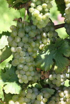 MÜLLER THURGAU