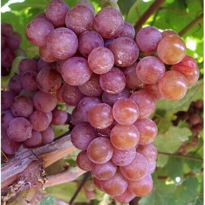 TRAMINER AROMATICO - GEWÜRZTRAMINER