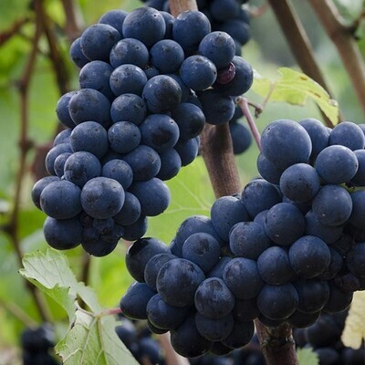 PINOT NERO - PINOT NOIR