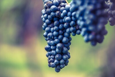 LAMBRUSCO