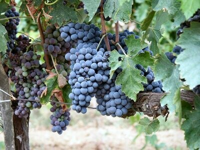 SANGIOVESE