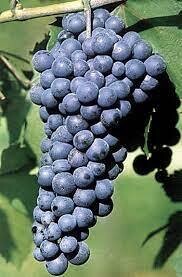 DOLCETTO