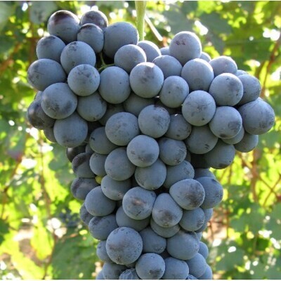 BARBERA
