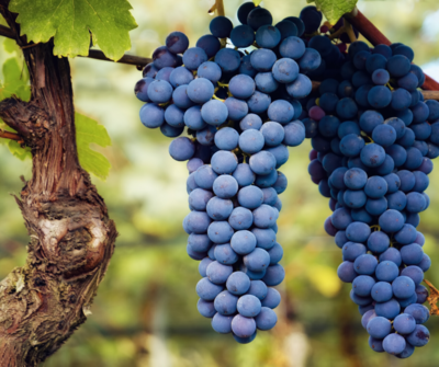 NEBBIOLO