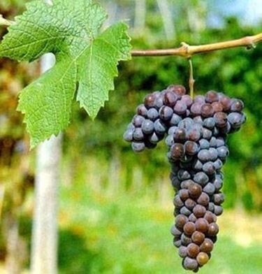 GRIGNOLINO