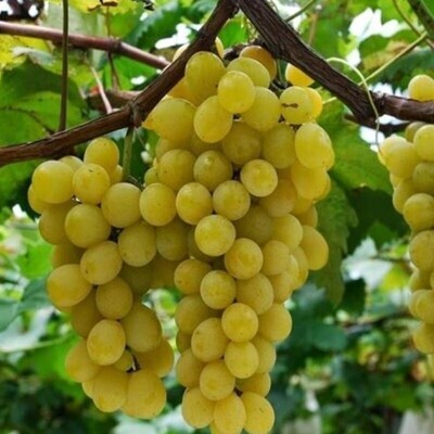 MOSCATO GIALLO - GOLDMUSKATELLER