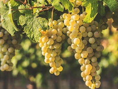 CHARDONNAY