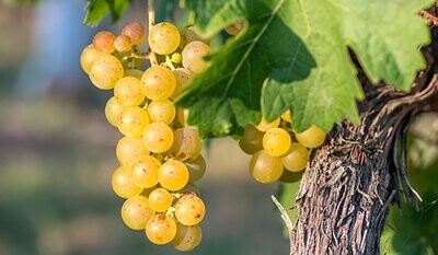 RIESLING