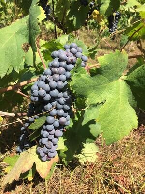 PRIMITIVO
