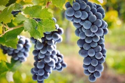 ZINFANDEL