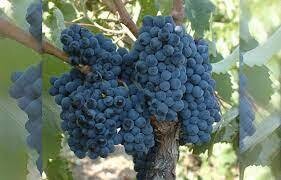 NEGROAMARO