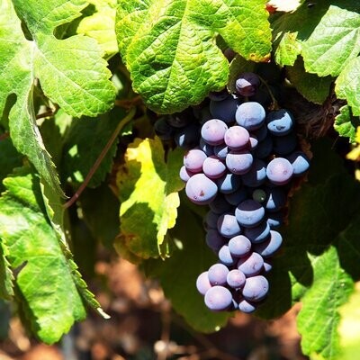 MALVASIA NERA