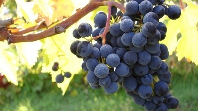 MONTEPULCIANO D&#39;ABRUZZO