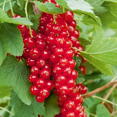 PORZECZKA (RIBES)