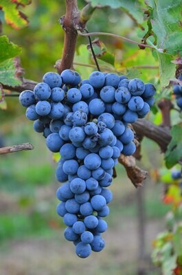CABERNET SAUVIGNON